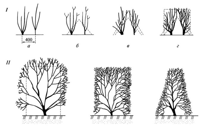 Чертеж на формираща резитба на нови насаждения (I) и вече зрели растения (II)