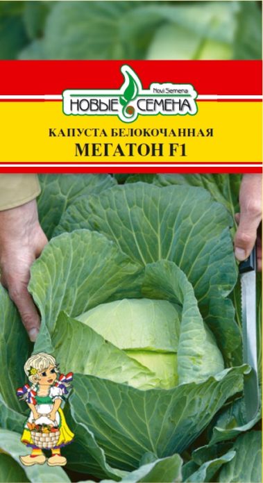 Cabbage Megaton từ hạt mới