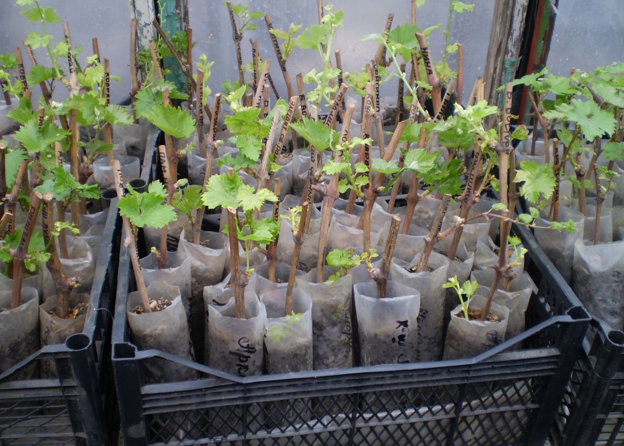 Druivenzaailingen uit stekken: oogsten, opslag van plantmateriaal, kieming en verzorging