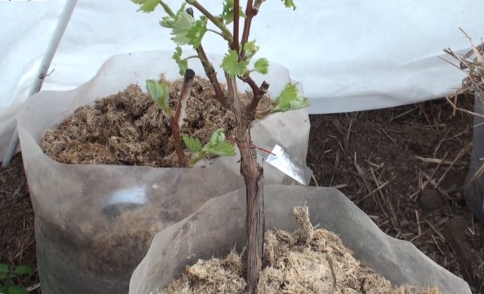 Growing grape seedlings in a greenhouse