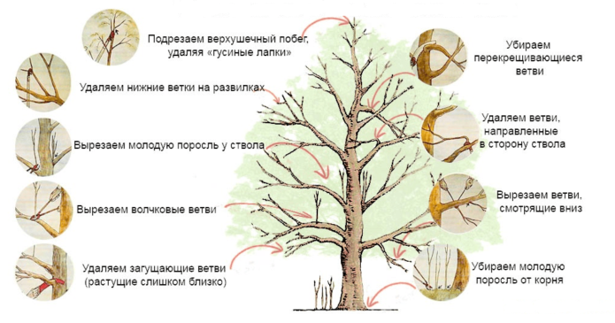 Формираща резитба на стандартно дърво