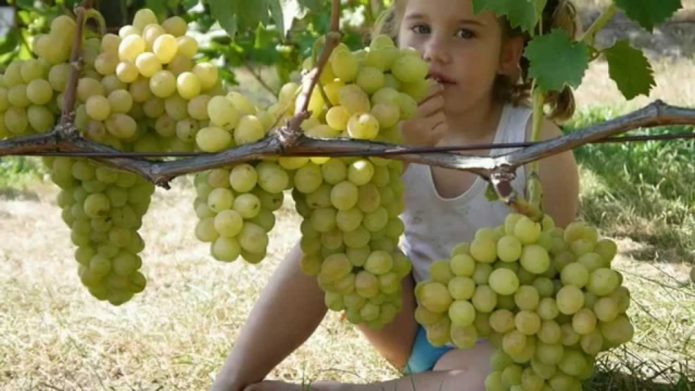 Meisje druiven eten van een tak