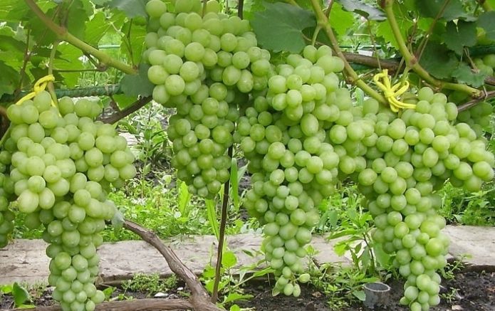 Lauros vynuogių derlius