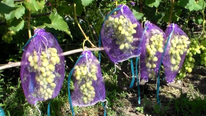 Trossen druiven onder het net