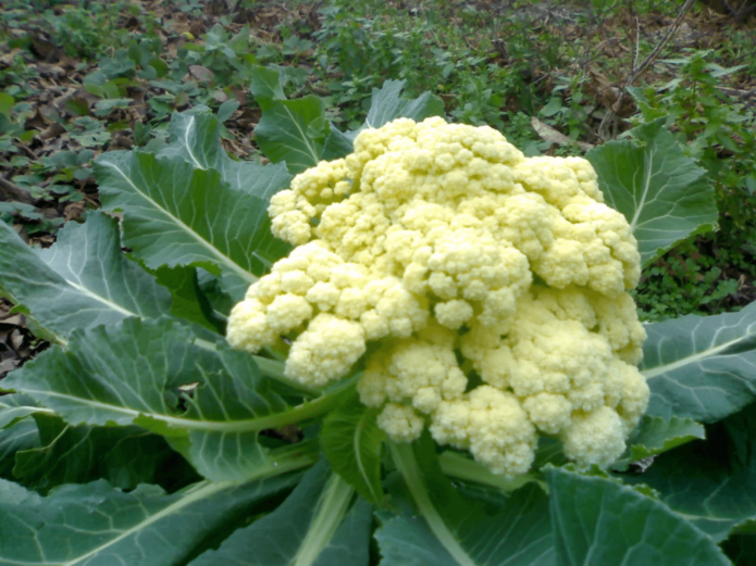 Cauliflower sa hardin