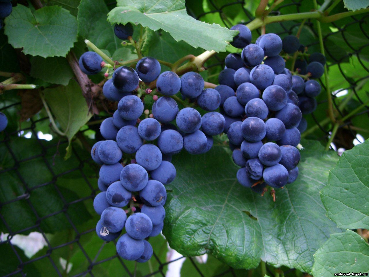 Blackie to bezpretensjonalna i wydajna odmiana winogron