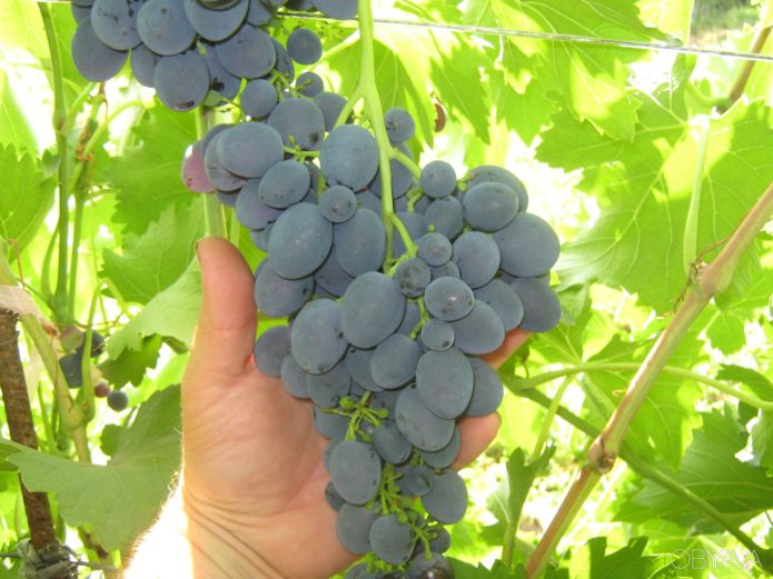 Гроздо от грозде Codrianka с грахови знаци