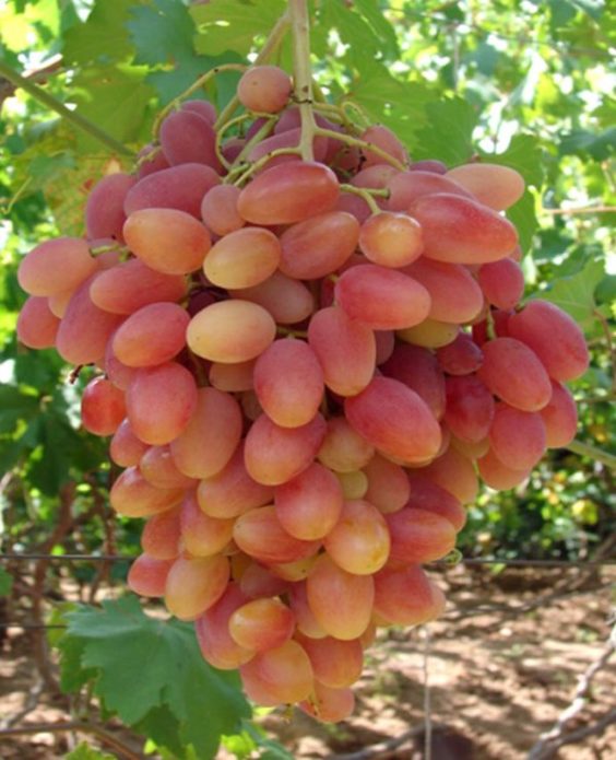 Преображенско грозде