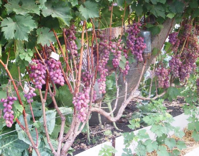 Grape bush ng Victoria