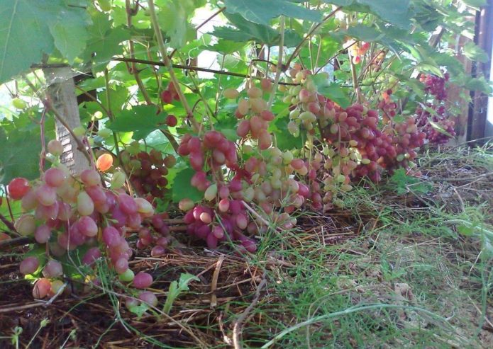 Victoria-druiven op een latwerk