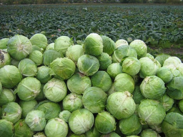 Aggressor ng Harvest ng Cabbage