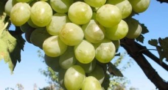 Kesha grapes-2