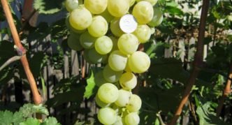Kesha grapes nagliliwanag