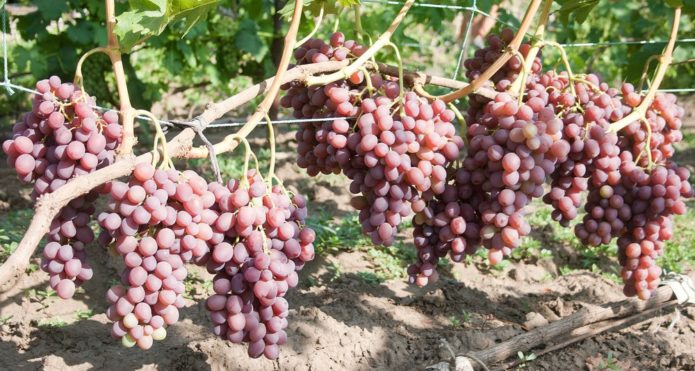 Libijos vynuogių krūmas