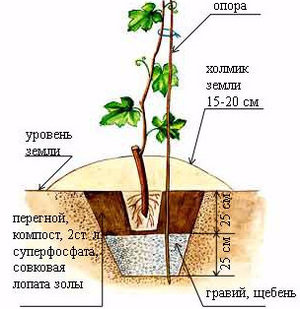 Het schema van ondergrondse lagen bij het planten van druiven