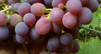 Кардинално грозде