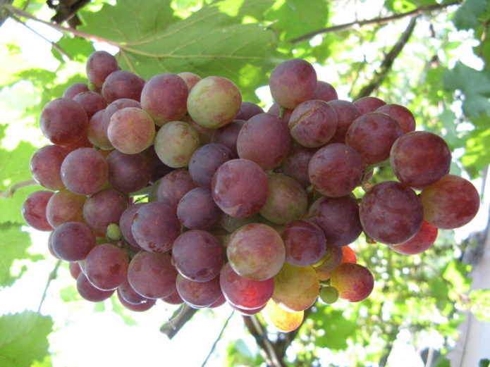 Lydia grapes