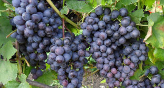 „Muromets“ vynuogių veislė