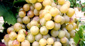 Sorta grožđa Zala dandy