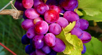 Sorta grožđa Kubatik