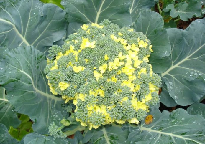 Broccoli in fiore