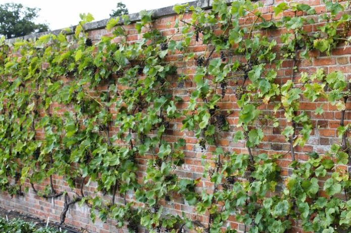 Wijngaard tegen de muur