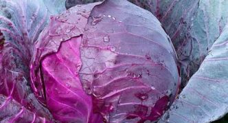 Red Jewel Cabbage