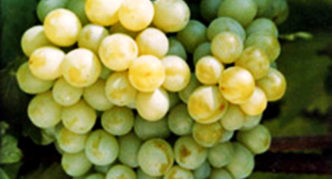 Caramol szőlőfajta