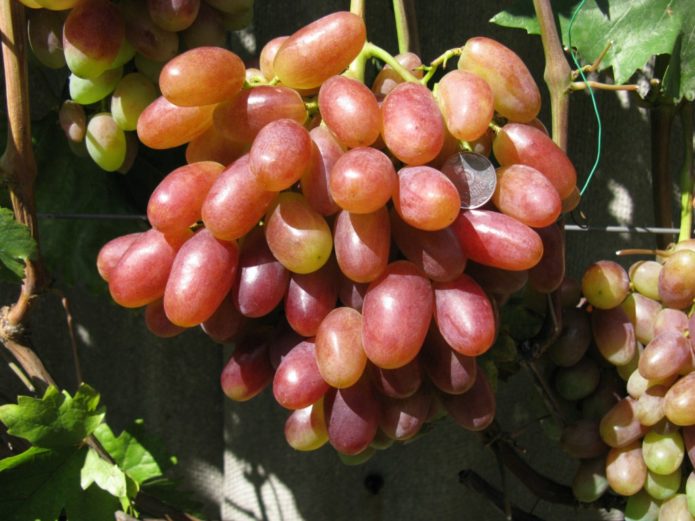 Джулиански гроздов хибрид