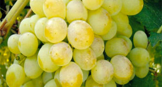 Rusven grapes