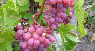 „Scarlet-2“ vynuogės