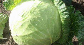 Cabbage Malachite