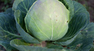 Dobrovolskaya cabbage