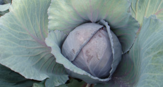Cabbage Reball