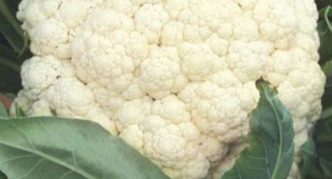 Cauliflower Movir 74