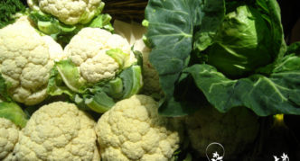 Cauliflower residente ng Tag-init