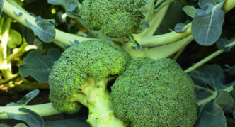 Brokolice Batavia