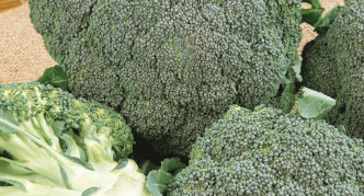 Broccoli Monaco