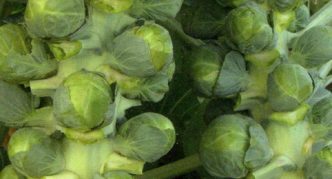 Groninger çeşidi Brüksel lahanası