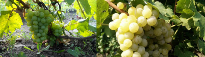 Dalawang parent grape variety na Tukay