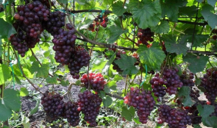 Kardinolo vynuogių vynmedžiai