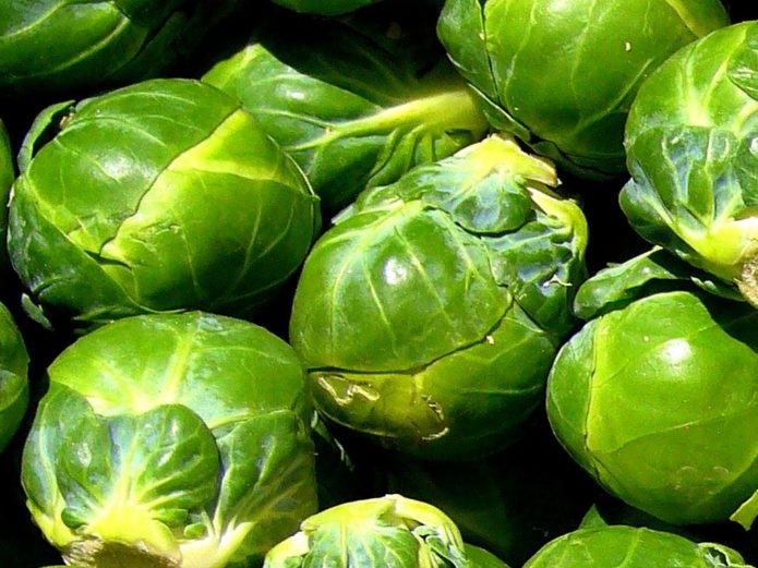 Dolmik F1 Brussels sprouts ποικιλία
