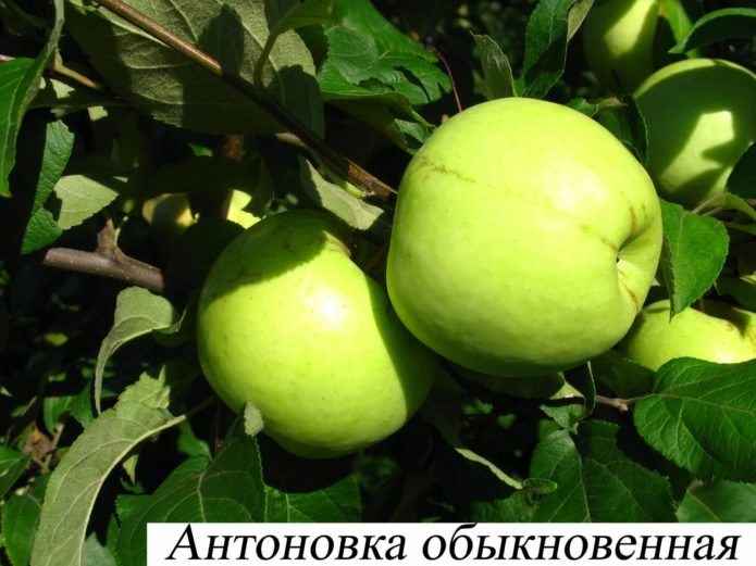 Ябълки сортове Antonovka