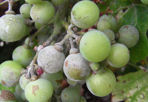 Oidium aangetaste druiven
