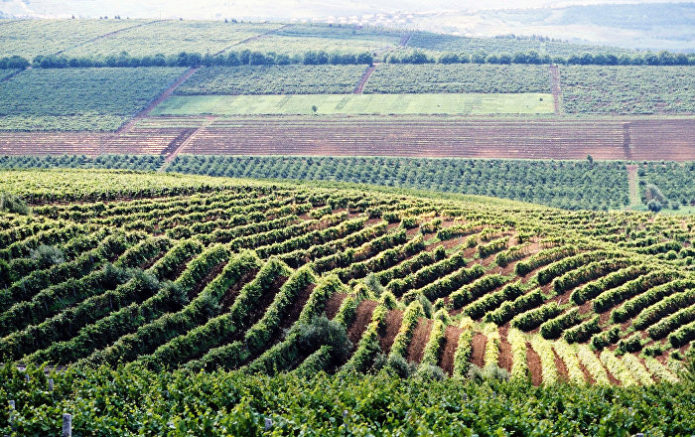Wijngaarden van Moldavië