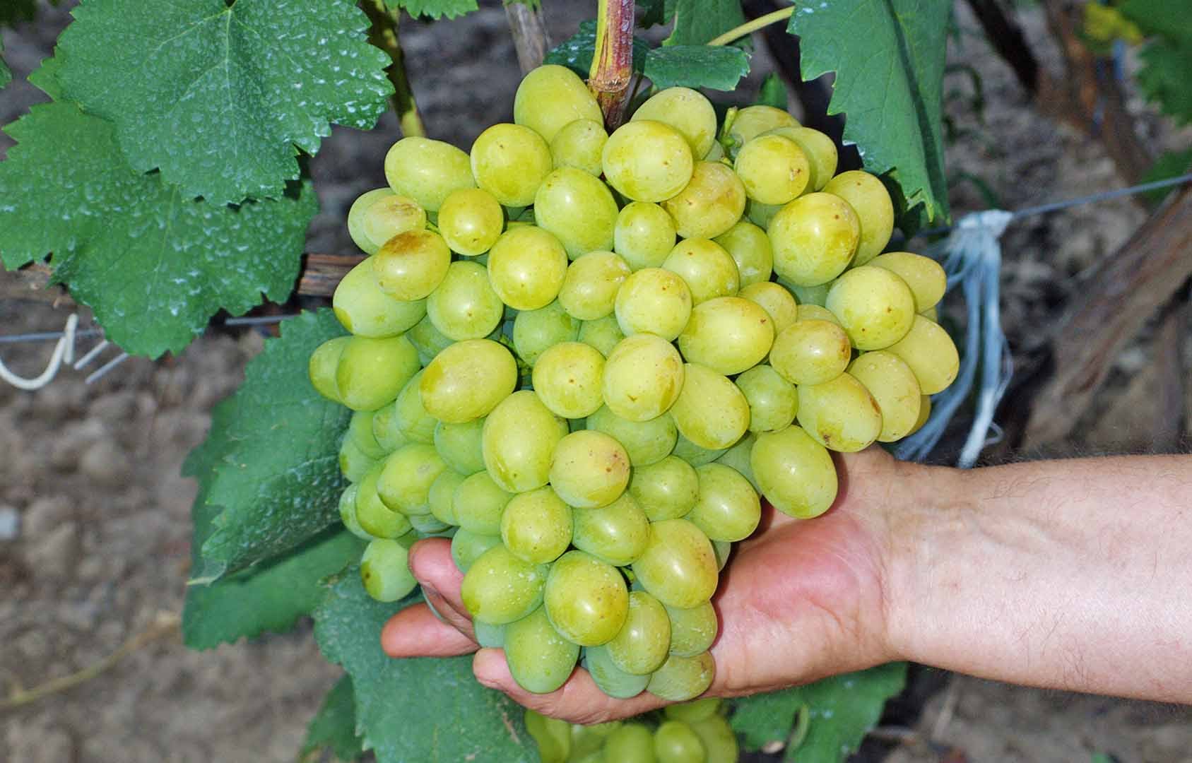 Super Extra é uma das primeiras variedades de uva de um simples mineiro de Rostov