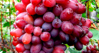 Kubattik-druiven