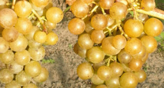 Muscat-druiven uit het Verre Oosten