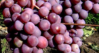 Novo rusko grožđe