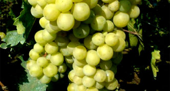 Rusveno vynuogės